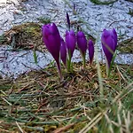 Lileya Alpstuga Verchovyna