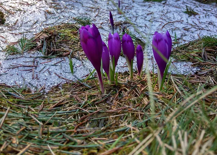 Lileya Alpesi faház Verhovina