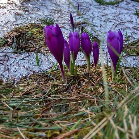 Lileya Domek alpejski Wierchowina